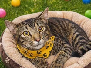 Gato raça SRD-ViraLata idade 1 ano nome Aladim 