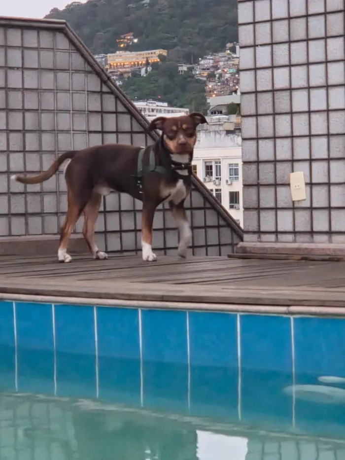 Cachorro raça SRD-ViraLata idade 2 anos nome Snoopy