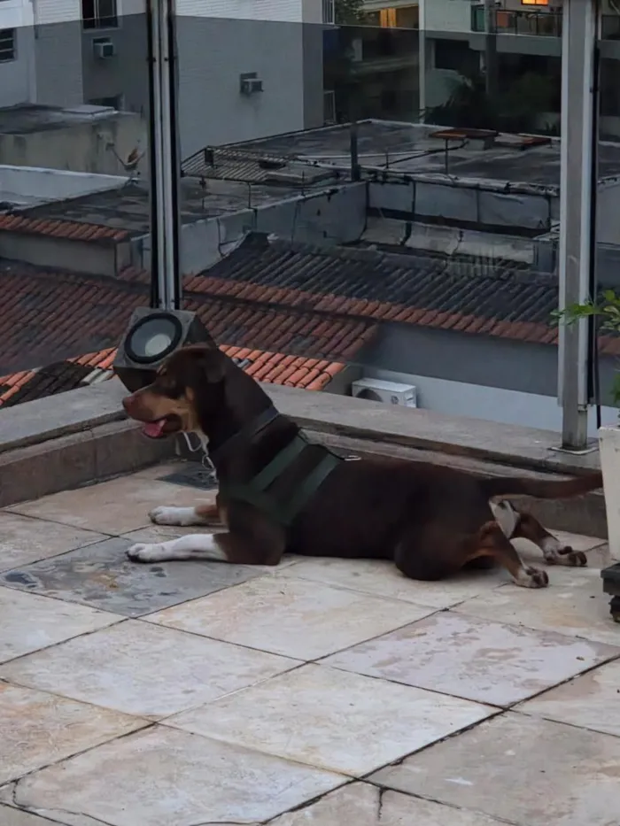 Cachorro raça SRD-ViraLata idade 2 anos nome Snoopy