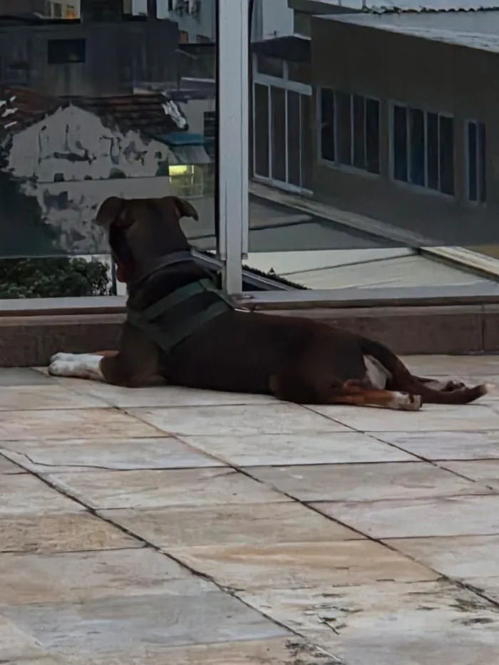 Cachorro raça SRD-ViraLata idade 2 anos nome Snoopy