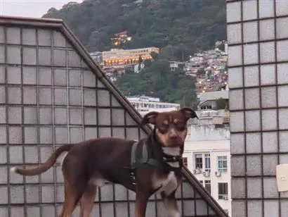 Cachorro raça SRD-ViraLata idade 2 anos nome Snoopy