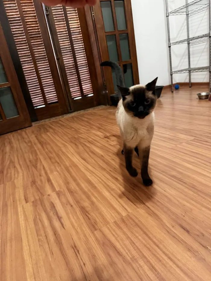 Gato raça Siamês idade 5 anos nome Fuji