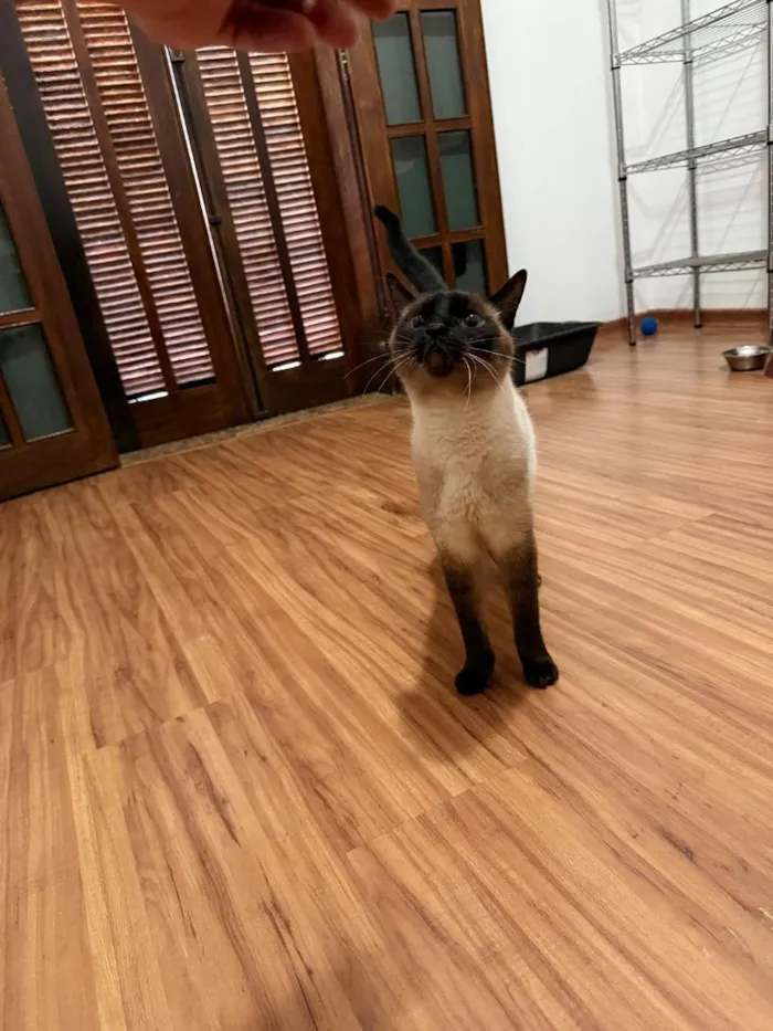 Gato raça Siamês idade 5 anos nome Fuji