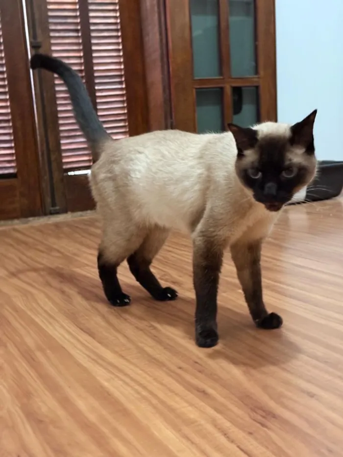 Gato raça Siamês idade 5 anos nome Fuji