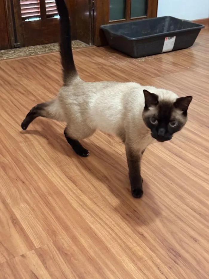 Gato raça Siamês idade 5 anos nome Fuji