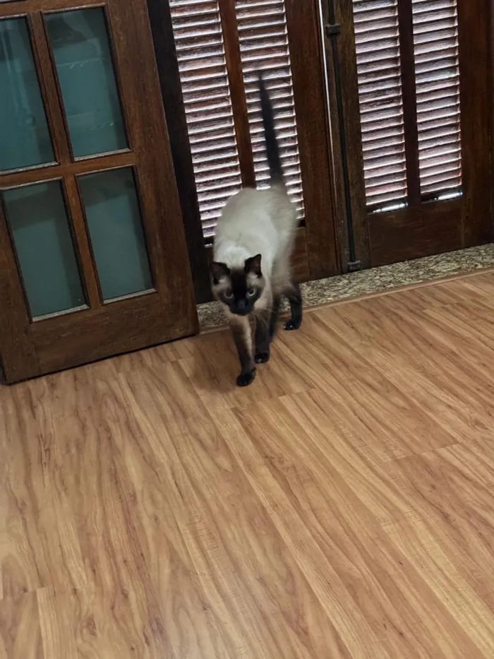 Gato raça Siamês idade 5 anos nome Fuji