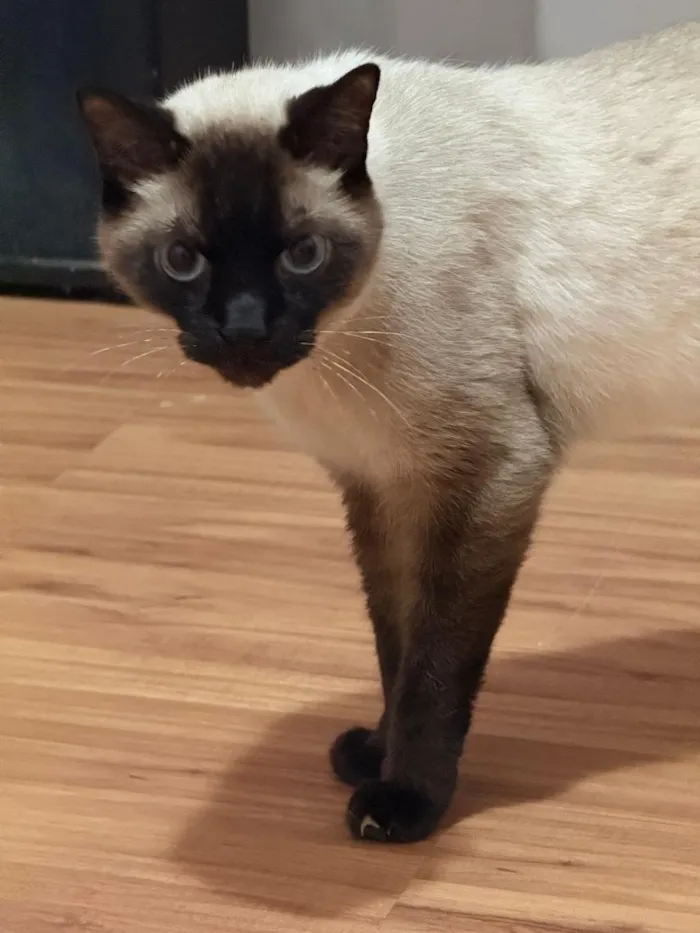 Gato raça Siamês idade 5 anos nome Fuji