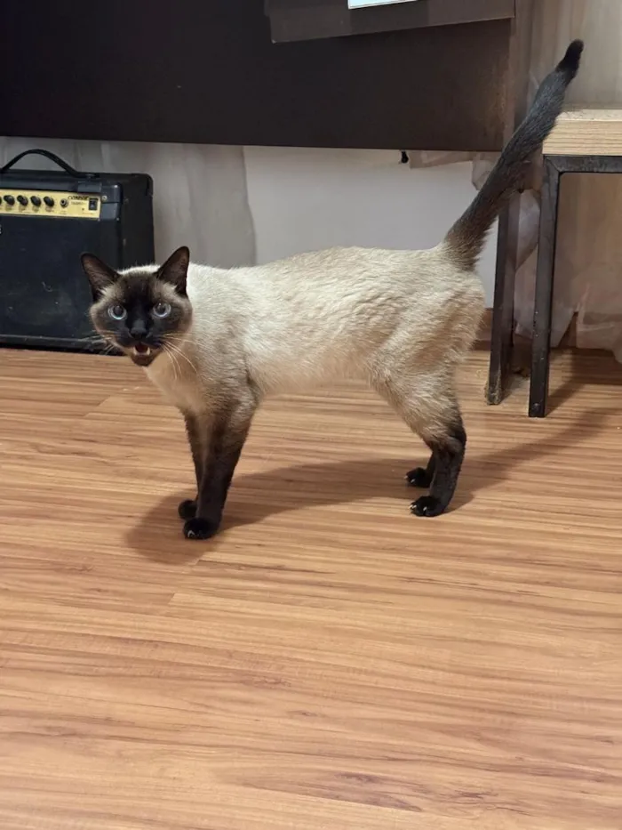 Gato raça Siamês idade 5 anos nome Fuji