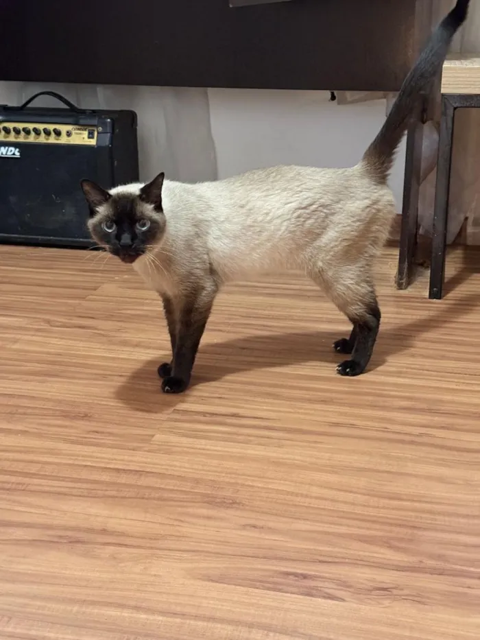 Gato raça Siamês idade 5 anos nome Fuji