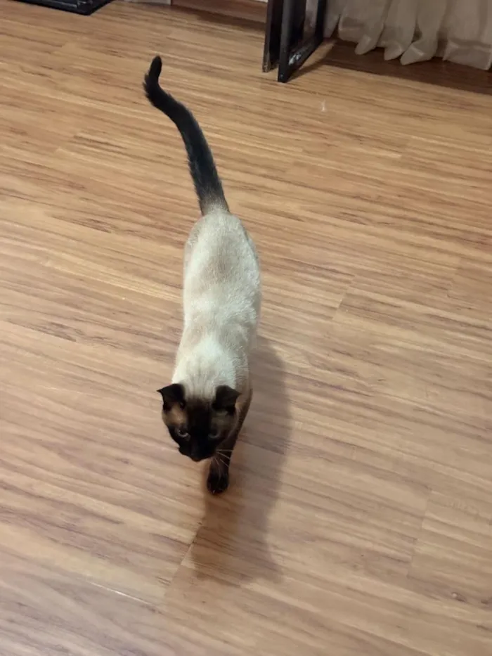 Gato raça Siamês idade 5 anos nome Fuji