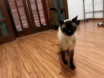 Gato raça Siamês idade 5 anos nome Fuji