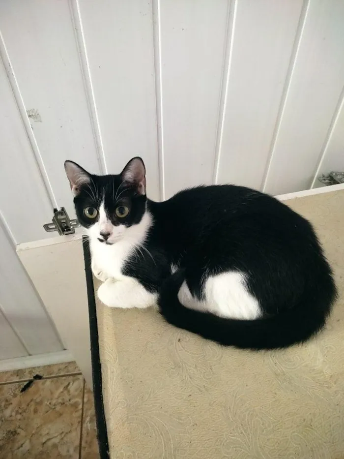 Gato raça SRD-ViraLata idade 2 a 6 meses nome Frajola