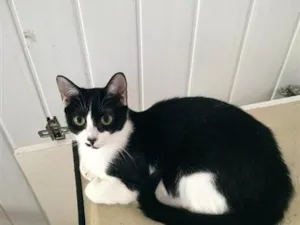 Gato raça SRD-ViraLata idade 2 a 6 meses nome Frajola