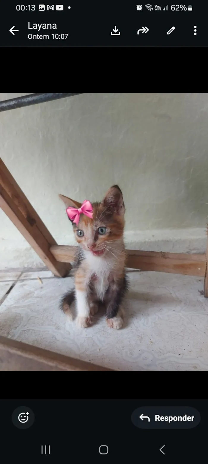 Gato raça SRD-ViraLata idade 2 a 6 meses nome july