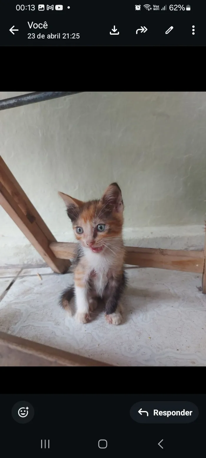 Gato raça SRD-ViraLata idade 2 a 6 meses nome duda