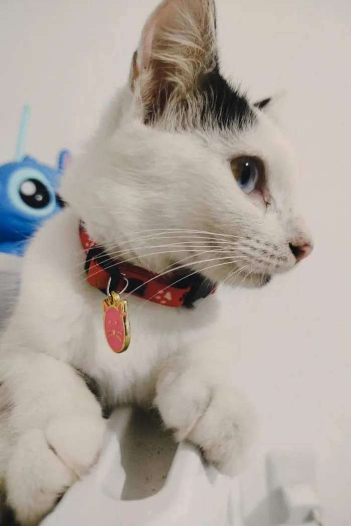 Gato raça SRD-ViraLata idade 7 a 11 meses nome Íris 