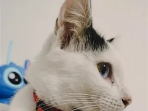 Gato raça SRD-ViraLata idade 7 a 11 meses nome Íris 