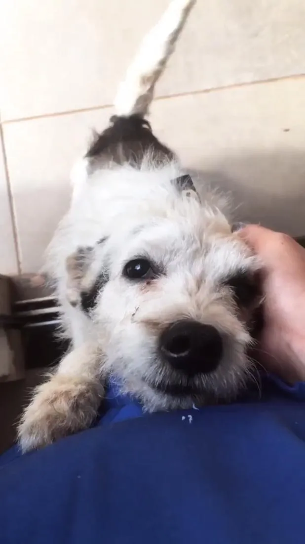 Cachorro raça SRD-ViraLata idade 5 anos nome Billy 