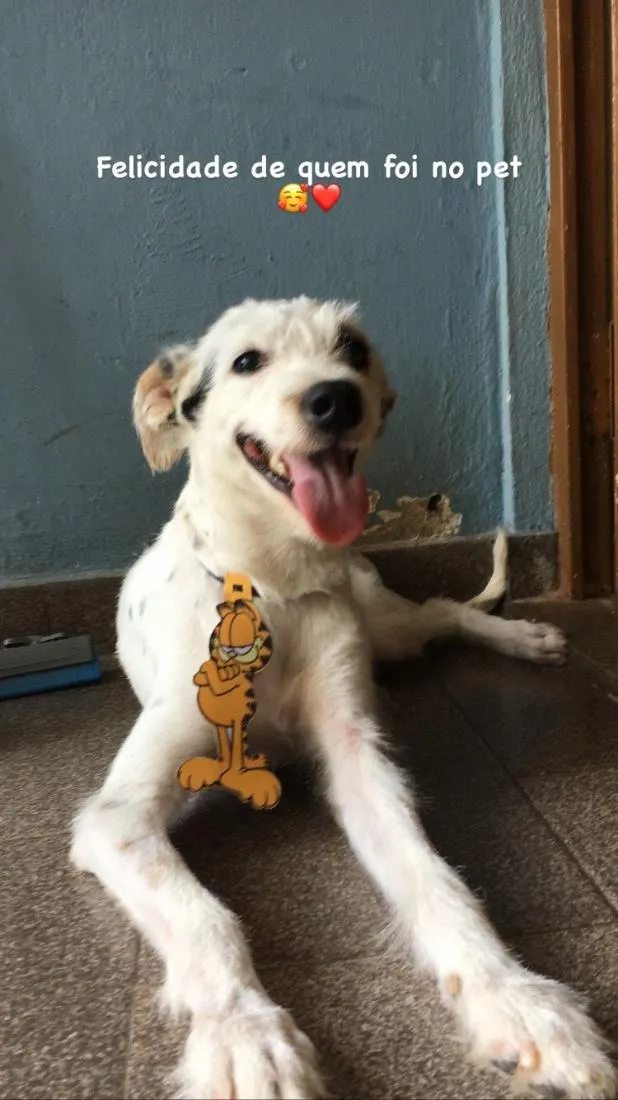 Cachorro raça SRD-ViraLata idade 5 anos nome Billy 