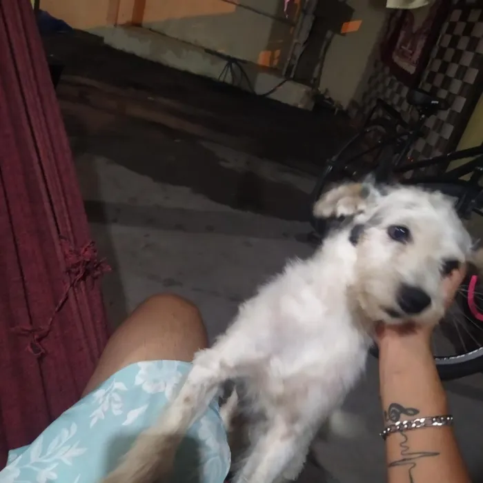 Cachorro raça SRD-ViraLata idade 5 anos nome Billy 