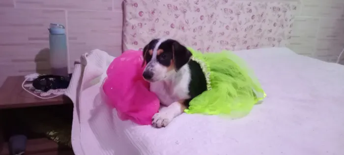 Cachorro raça SRD-ViraLata idade 2 a 6 meses nome Amora