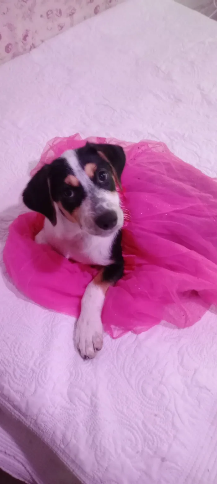 Cachorro raça SRD-ViraLata idade 2 a 6 meses nome Amora