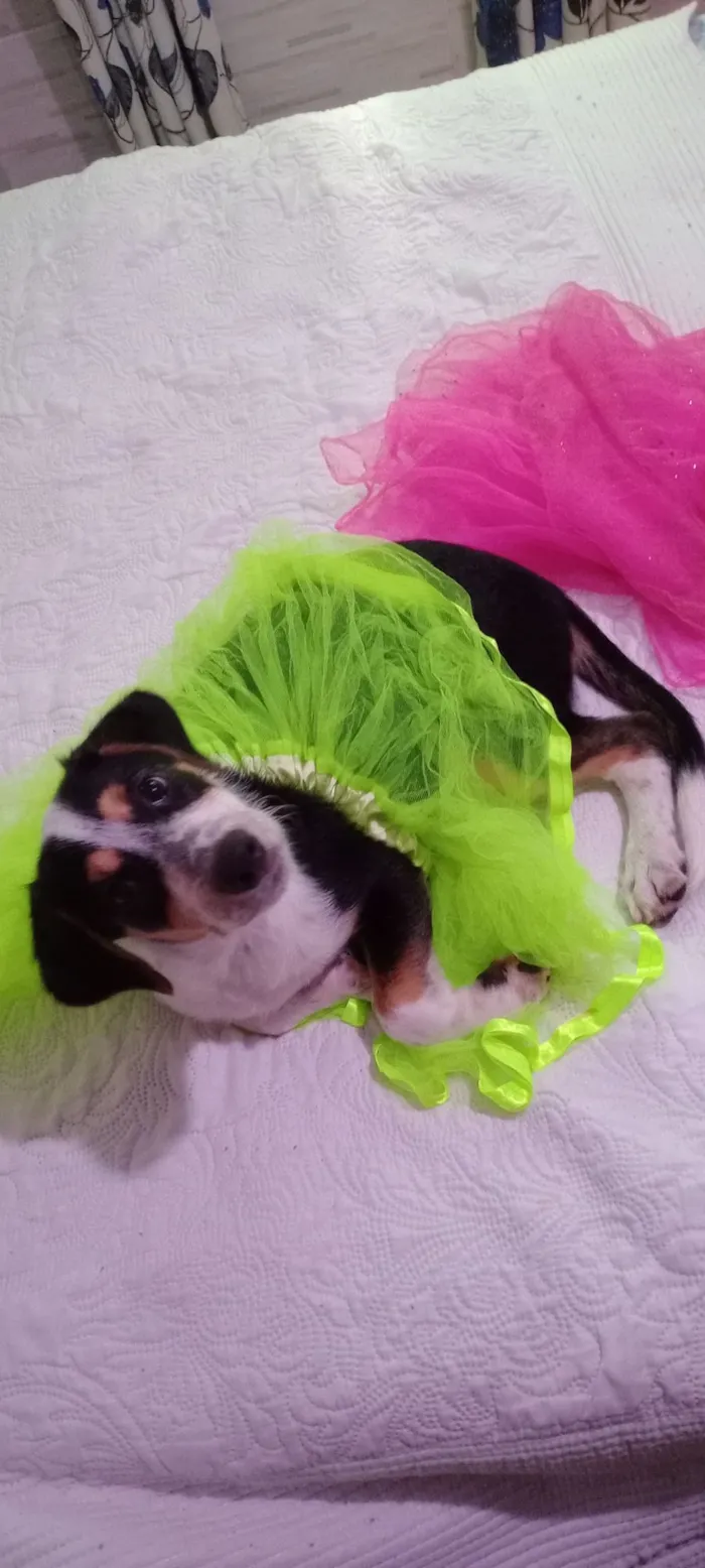 Cachorro raça SRD-ViraLata idade 2 a 6 meses nome Amora