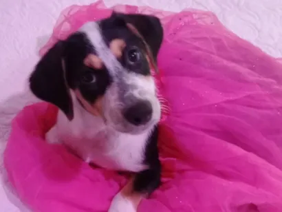 Cachorro raça SRD-ViraLata idade 2 a 6 meses nome Amora