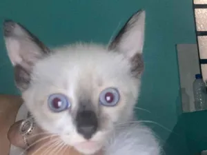 Gato raça SRD-ViraLata idade Abaixo de 2 meses nome Sem nome