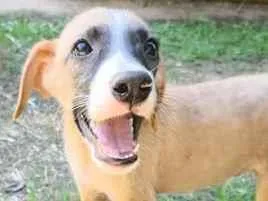 Cachorro raça SRD-ViraLata idade Abaixo de 2 meses nome Marley