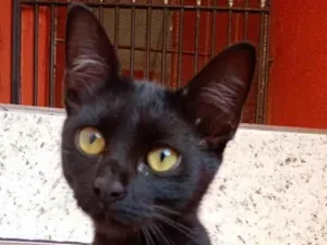 Gato raça SRD-ViraLata idade 2 a 6 meses nome Lua