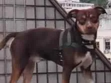 Cachorro raça SRD-ViraLata idade 2 anos nome Snoopy