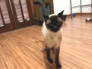 Gato raça Siamês idade 5 anos nome Fuji