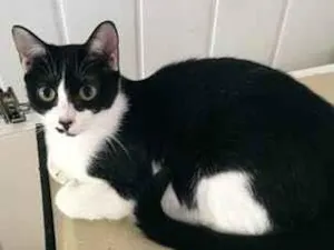 Gato raça SRD-ViraLata idade 2 a 6 meses nome Frajola