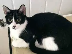 Gato raça SRD-ViraLata idade 7 a 11 meses nome Frajola