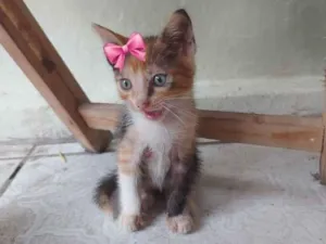 Gato raça SRD-ViraLata idade 2 a 6 meses nome july