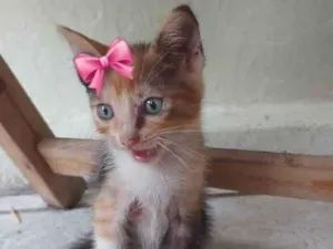 Gato raça SRD-ViraLata idade 2 a 6 meses nome duda