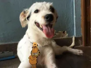 Cachorro raça SRD-ViraLata idade 5 anos nome Billy 