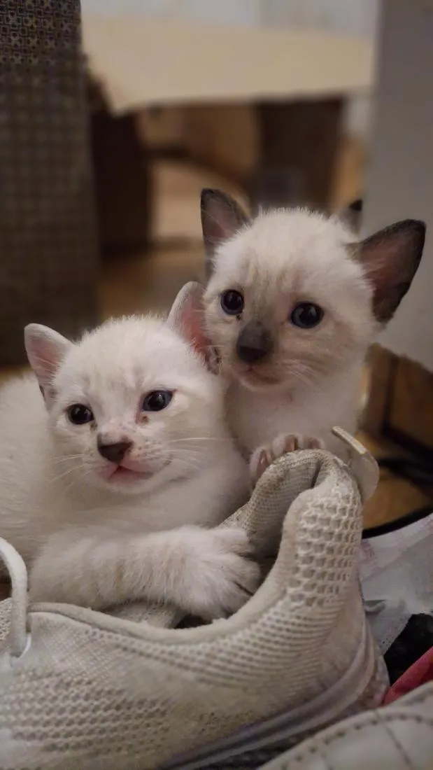 Gato raça SRD-ViraLata idade Abaixo de 2 meses nome macho e fêmea 