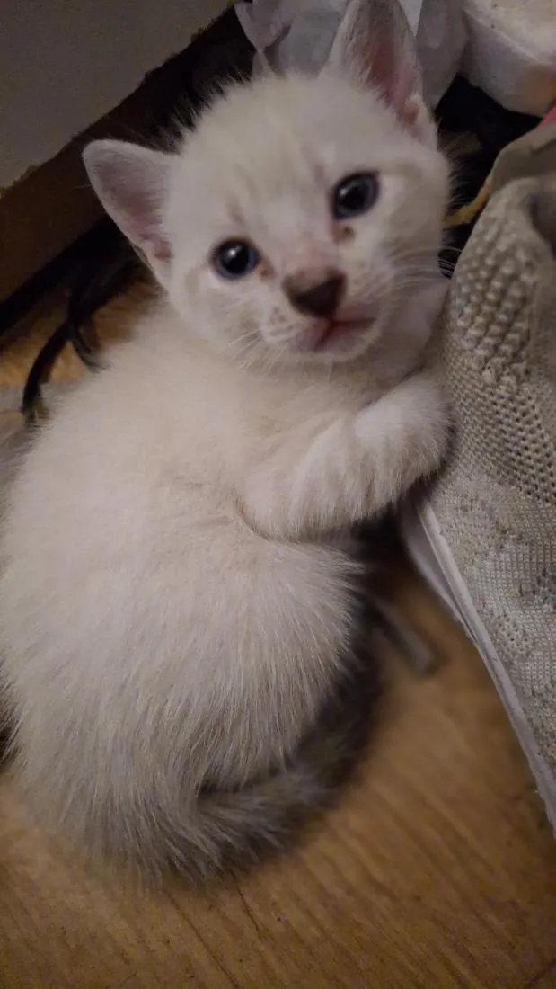 Gato raça SRD-ViraLata idade Abaixo de 2 meses nome macho e fêmea 