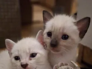 Gato raça SRD-ViraLata idade Abaixo de 2 meses nome macho e fêmea 