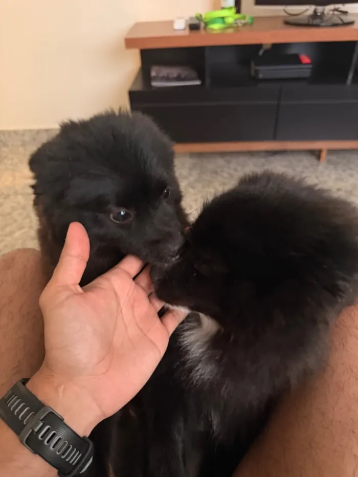 Cachorro raça SRD-ViraLata idade 1 ano nome Lua e Apollo