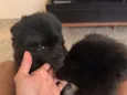 Lua e Apollo