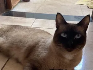 Gato raça Siamês idade 2 a 6 meses nome Theo