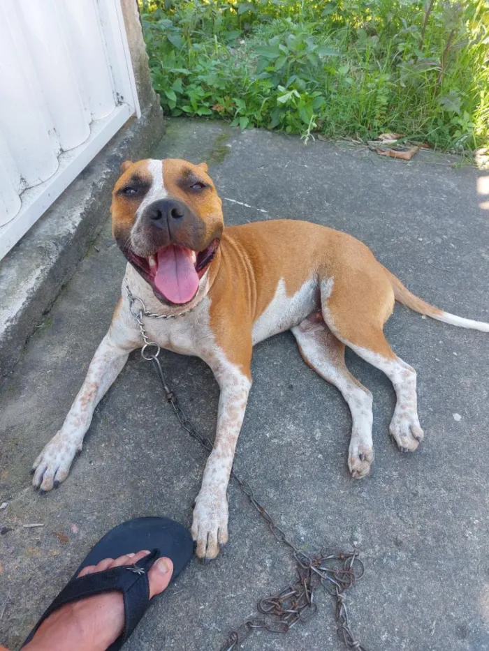 Cachorro raça Pit-Bull idade 2 anos nome Romeu
