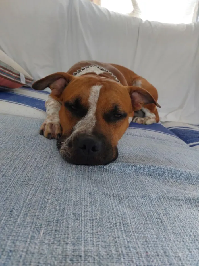 Cachorro raça Pit-Bull idade 2 anos nome Romeu