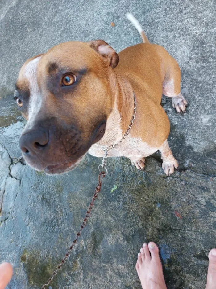 Cachorro raça Pit-Bull idade 2 anos nome Romeu