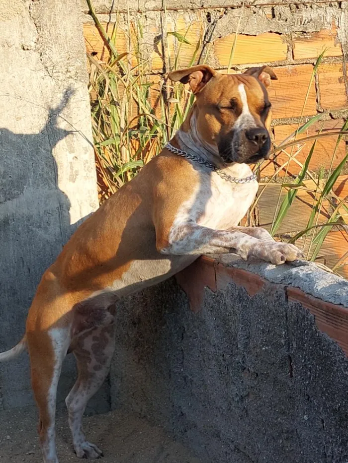 Cachorro raça Pit-Bull idade 2 anos nome Romeu