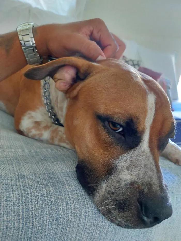 Cachorro raça Pit-Bull idade 2 anos nome Romeu