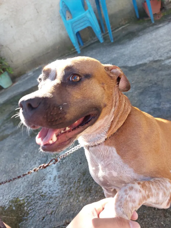Cachorro raça Pit-Bull idade 2 anos nome Romeu
